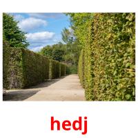 hedj picture flashcards