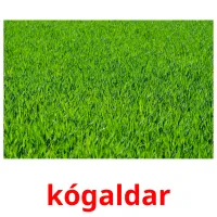 kógaldar flashcards illustrate