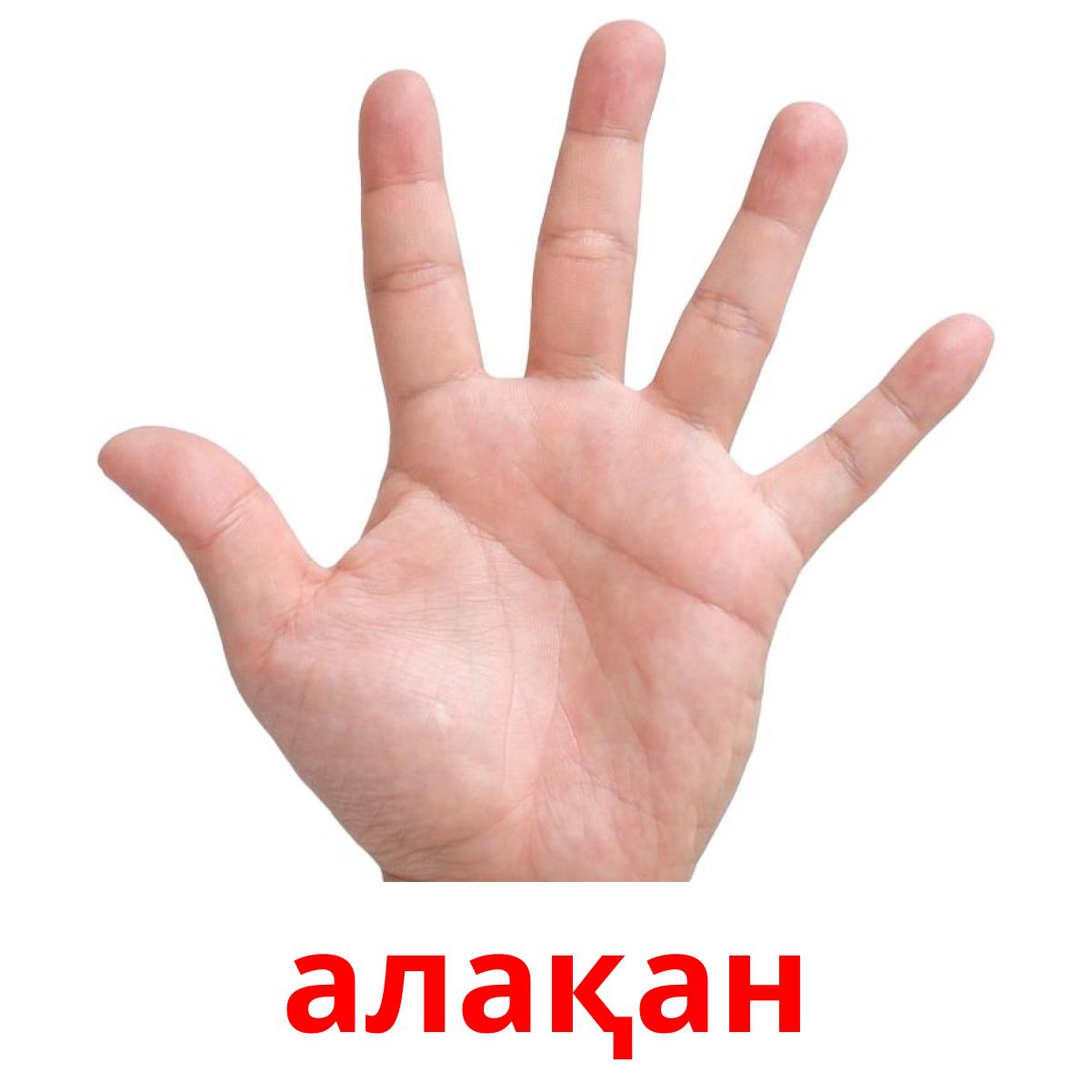 алақан алақан Tarjetas didacticas
