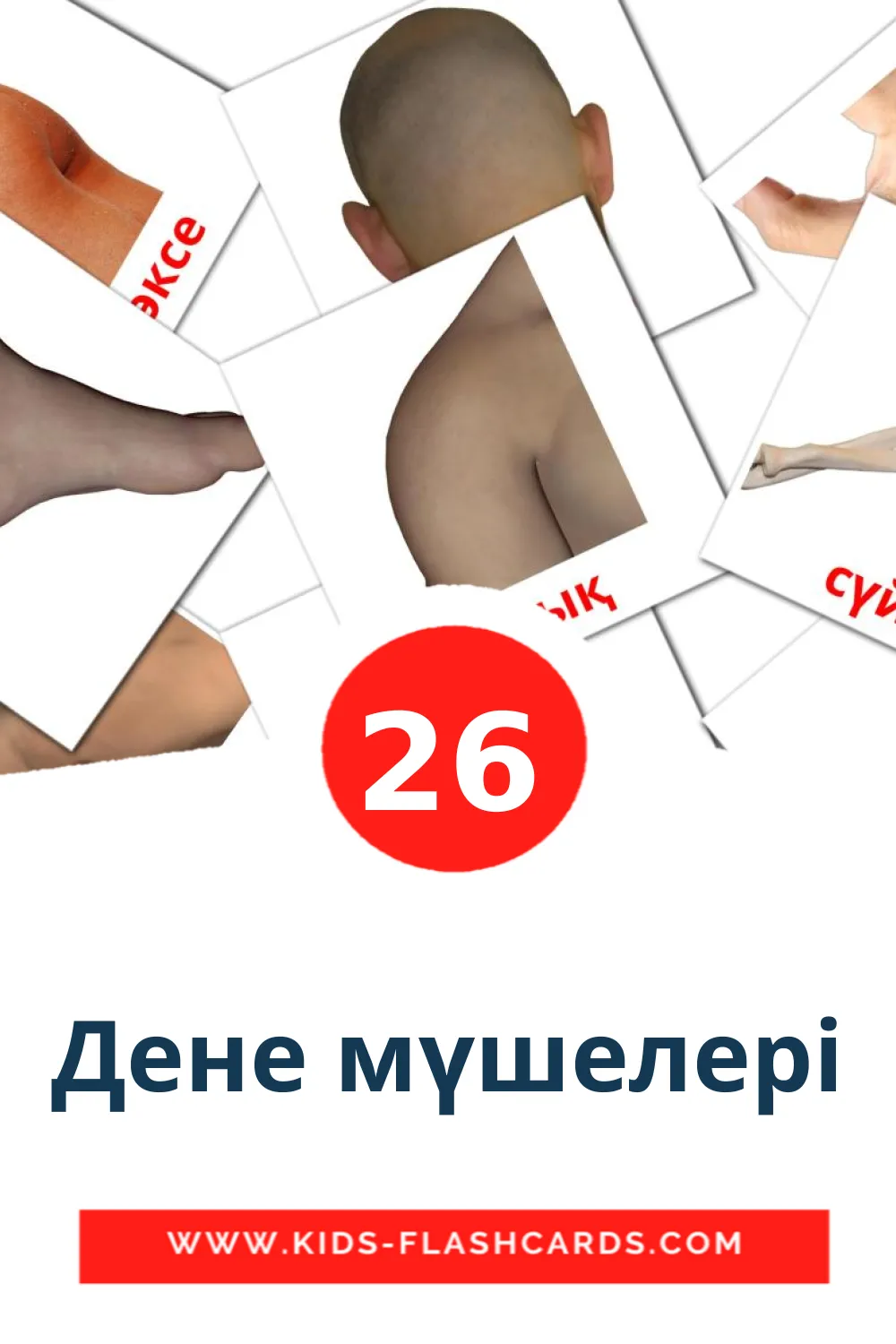 26 Дене мүшелері Picture Cards for Kindergarden in kazakh(latin)