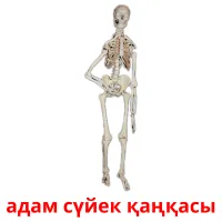 адам сүйек қаңқасы picture flashcards