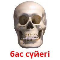 бас сүйегі picture flashcards