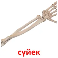 сүйек picture flashcards