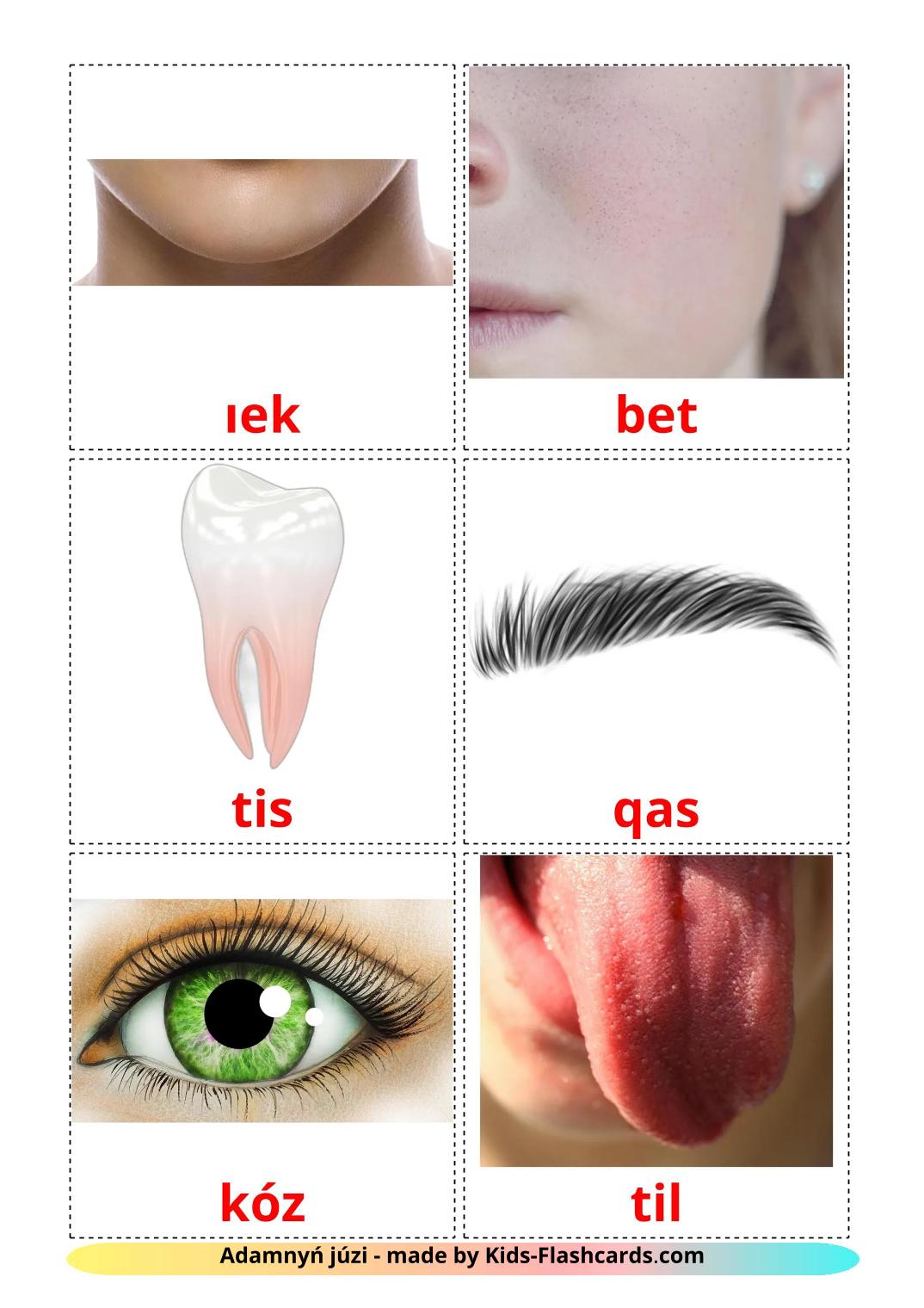 Gesicht - 20 kostenlose, druckbare kazakh(lateinisch) Flashcards 