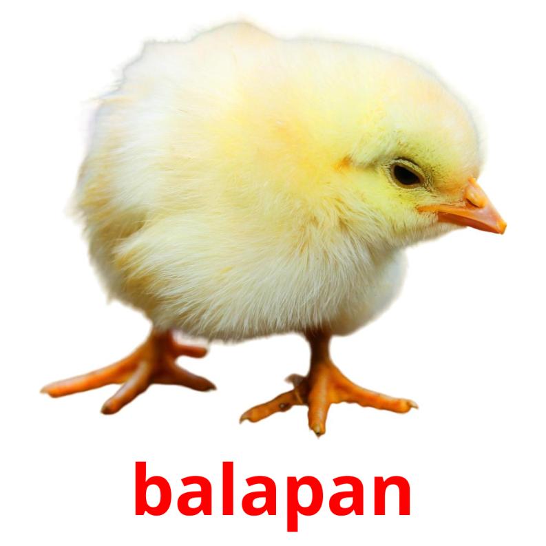balapan picture flashcards