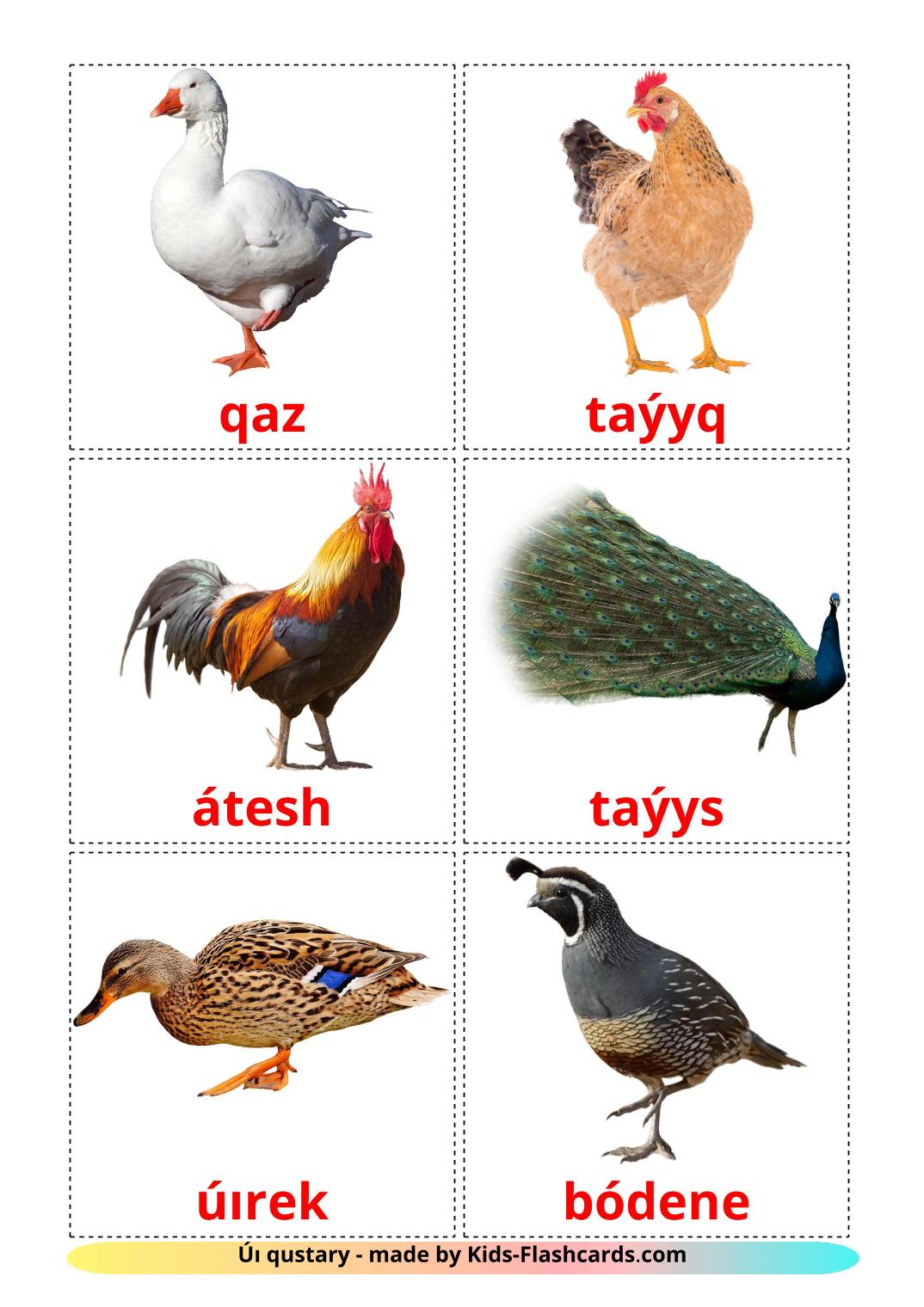 Farm birds - 11 Free Printable kazakh(latin) Flashcards 