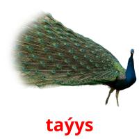taýys card for translate