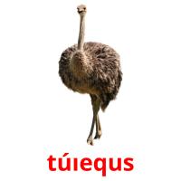 túıequs card for translate
