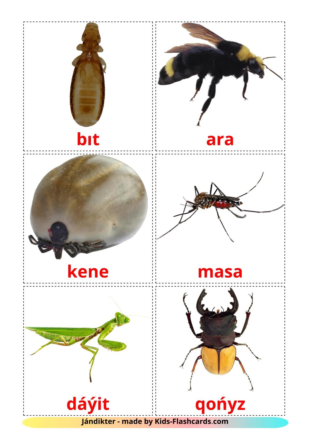 Insekt - 24 kostenlose, druckbare kazakh(lateinisch) Flashcards 