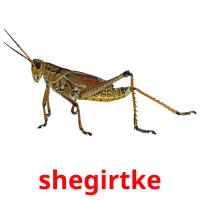 shegіrtke Bildkarteikarten