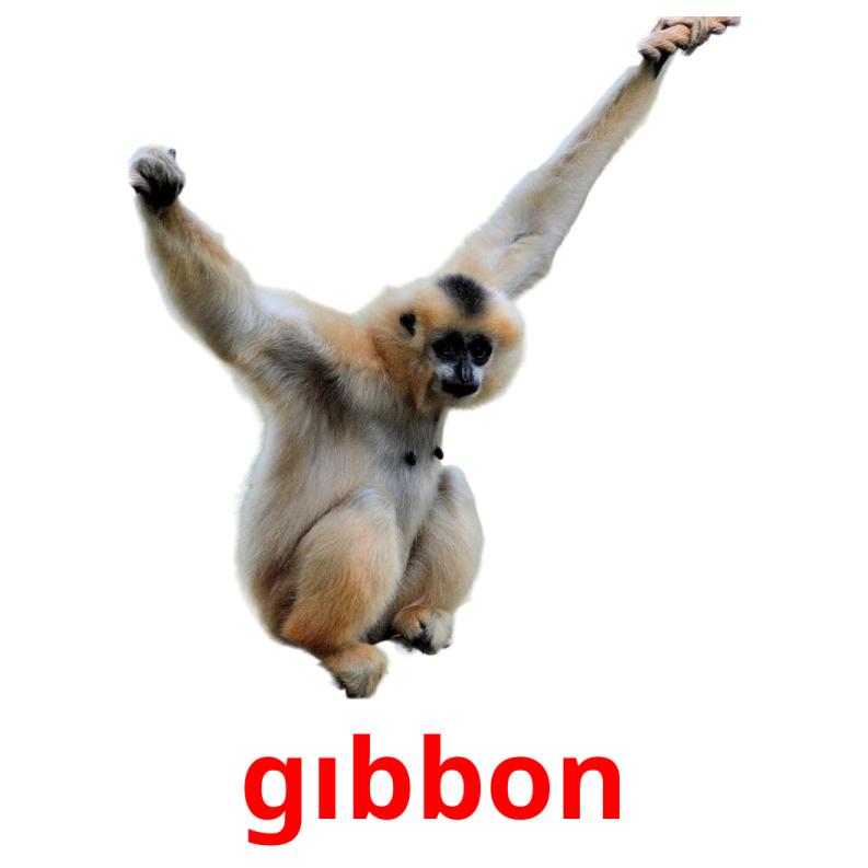 gıbbon picture flashcards