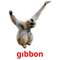 gıbbon picture flashcards