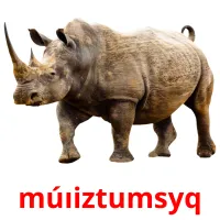 múıіztumsyq picture flashcards