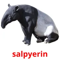 salpyerіn picture flashcards