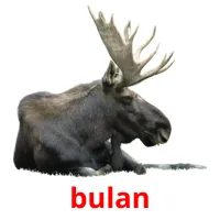 bulan flashcards illustrate