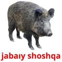 jabaıy shoshqa flashcards illustrate