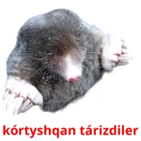 kórtyshqan tárіzdіler flashcards illustrate