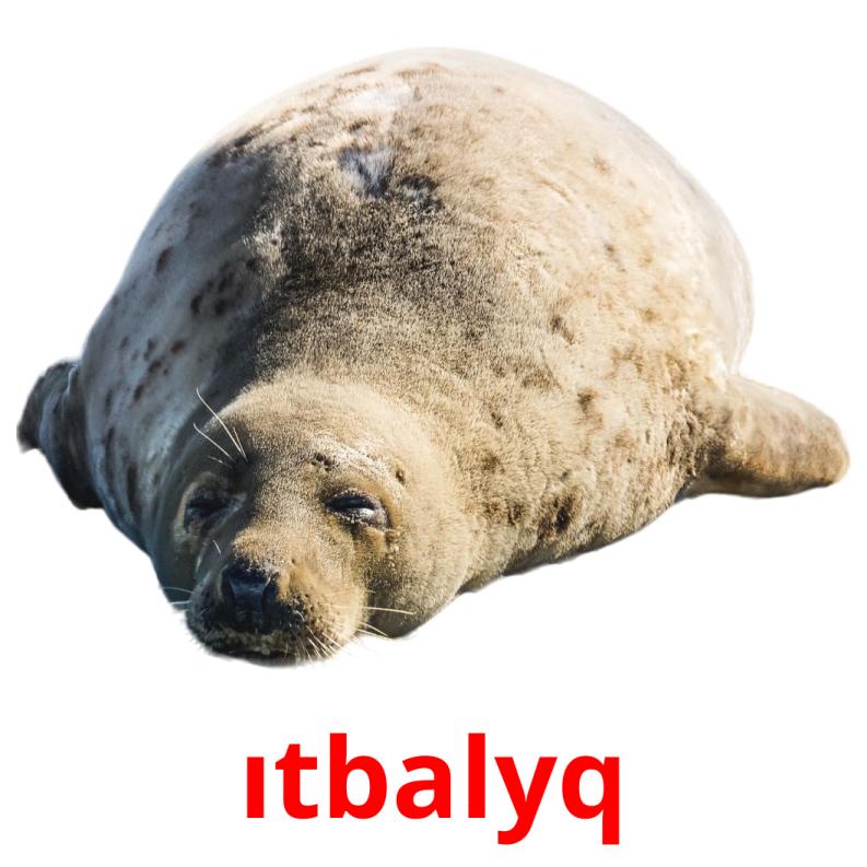 ıtbalyq picture flashcards