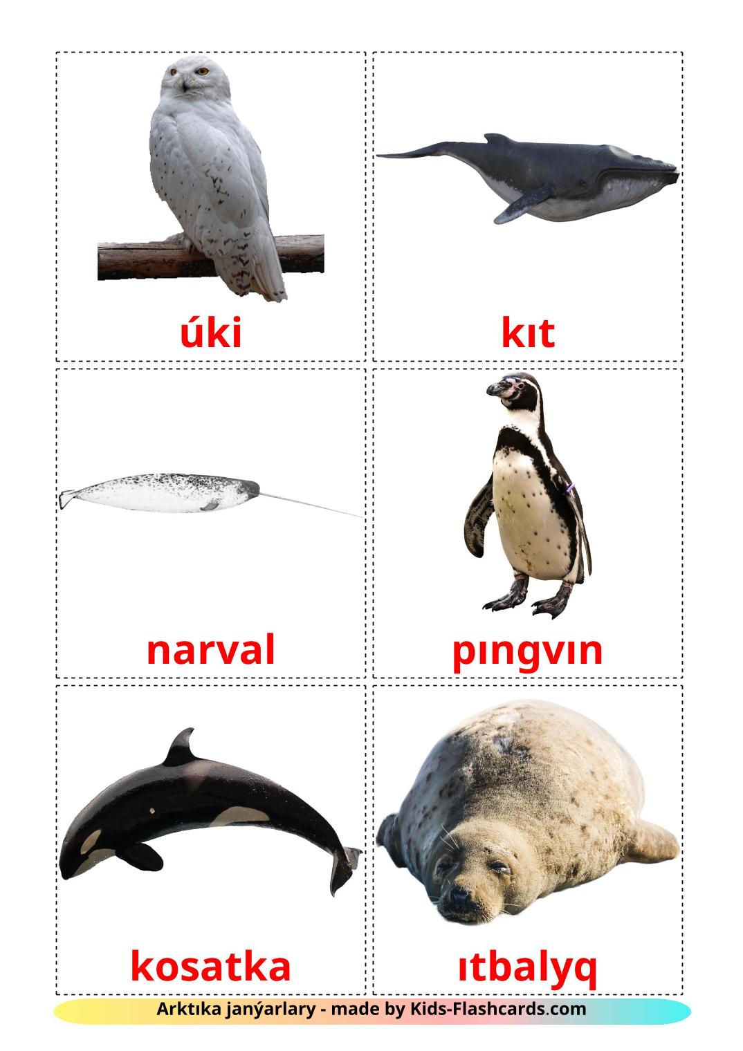 Arctic animals - 14 Free Printable kazakh(latin) Flashcards 