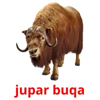 jupar buqa flashcards illustrate