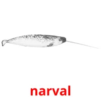 narval flashcards illustrate