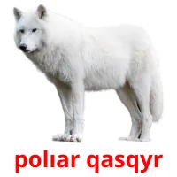 polıar qasqyr flashcards illustrate