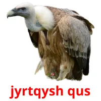 jyrtqysh qus cartões com imagens