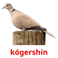 kógershіn picture flashcards