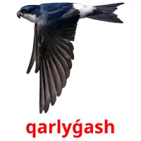 qarlyǵash picture flashcards