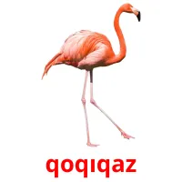 qoqıqaz picture flashcards