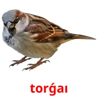 torǵaı picture flashcards