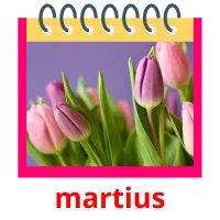 martius cartes flash
