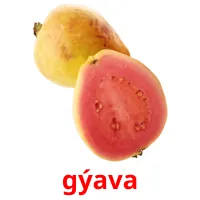 gýava flashcards illustrate