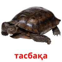 тасбақа flashcards illustrate