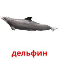 дельфин flashcards illustrate