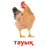 тауық picture flashcards