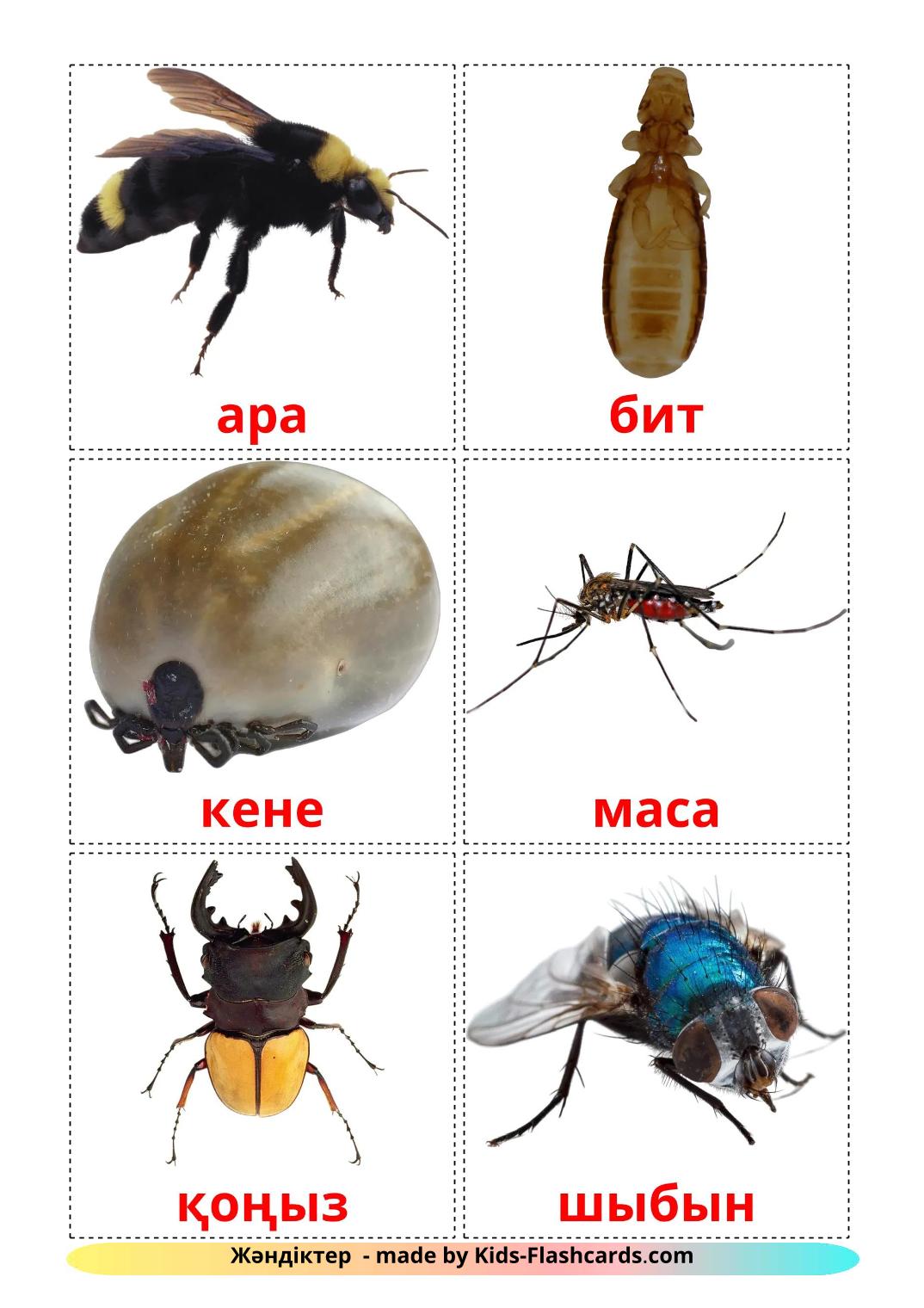 Насекомые - 24 Карточки Домана на казахском