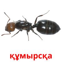 құмырсқа picture flashcards
