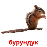 бурундук picture flashcards