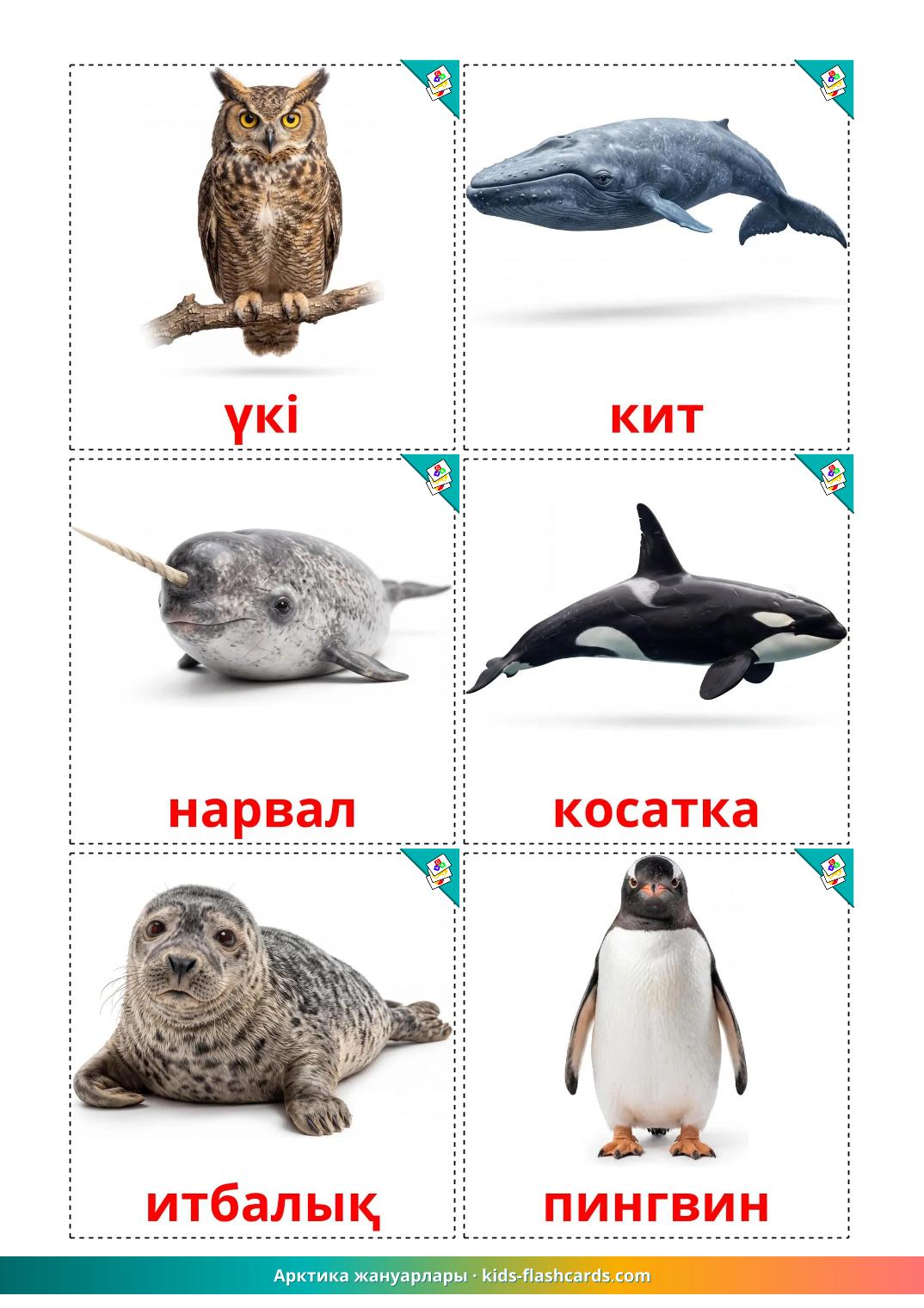 14 FREE Arctic Animals Flashcards PDF Kazakh Words
