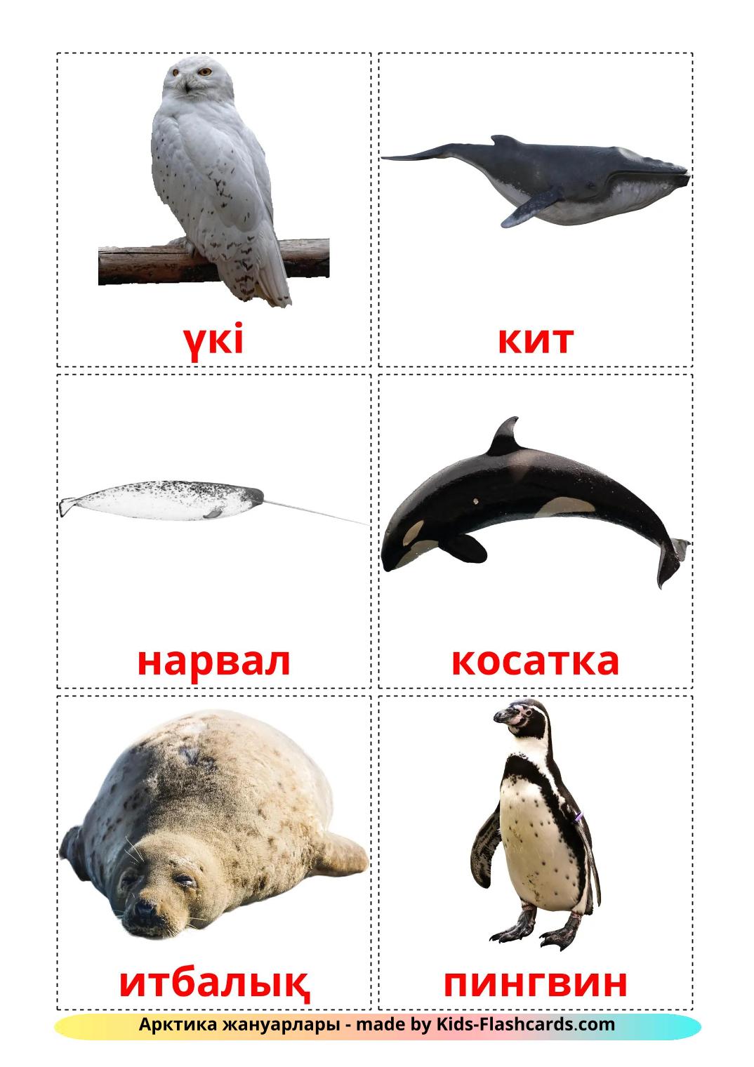 Arctic animals - 15 Free Printable kazakh Flashcards 