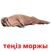 теңіз моржы picture flashcards