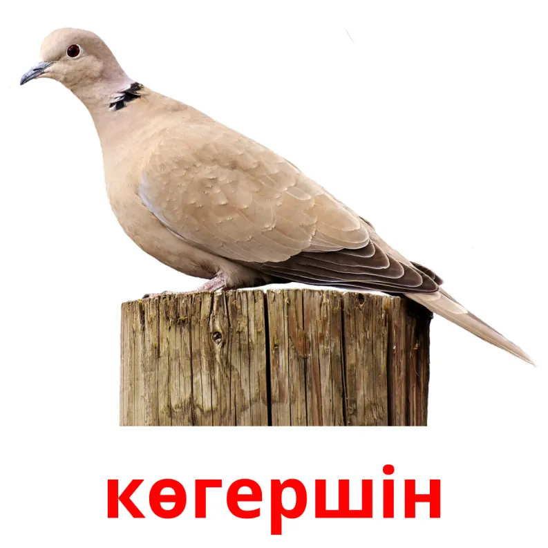 Көгершін картинка для детей