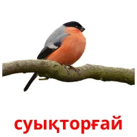 суықторғай picture flashcards