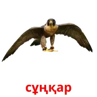 сұңқар Bildkarteikarten