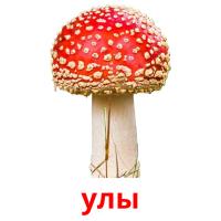 улы picture flashcards