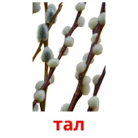 тал picture flashcards