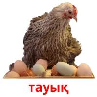 тауық picture flashcards