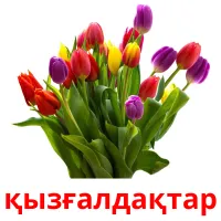 қызғалдақтар picture flashcards