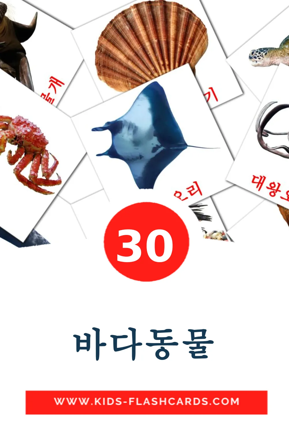 30 바다동물 fotokaarten voor kleuters in het koreaanse